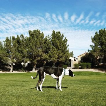 Burton and Dogs Inc - Dog Walker - Phoenix, Arizona