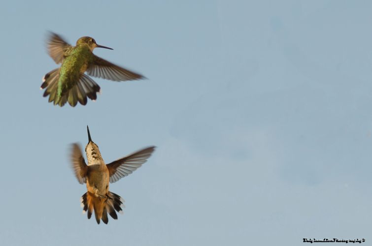 image1425
