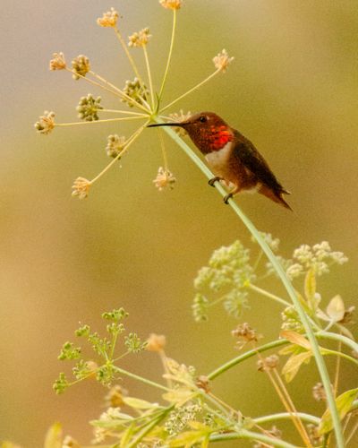 image1453