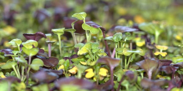 Microgreens
