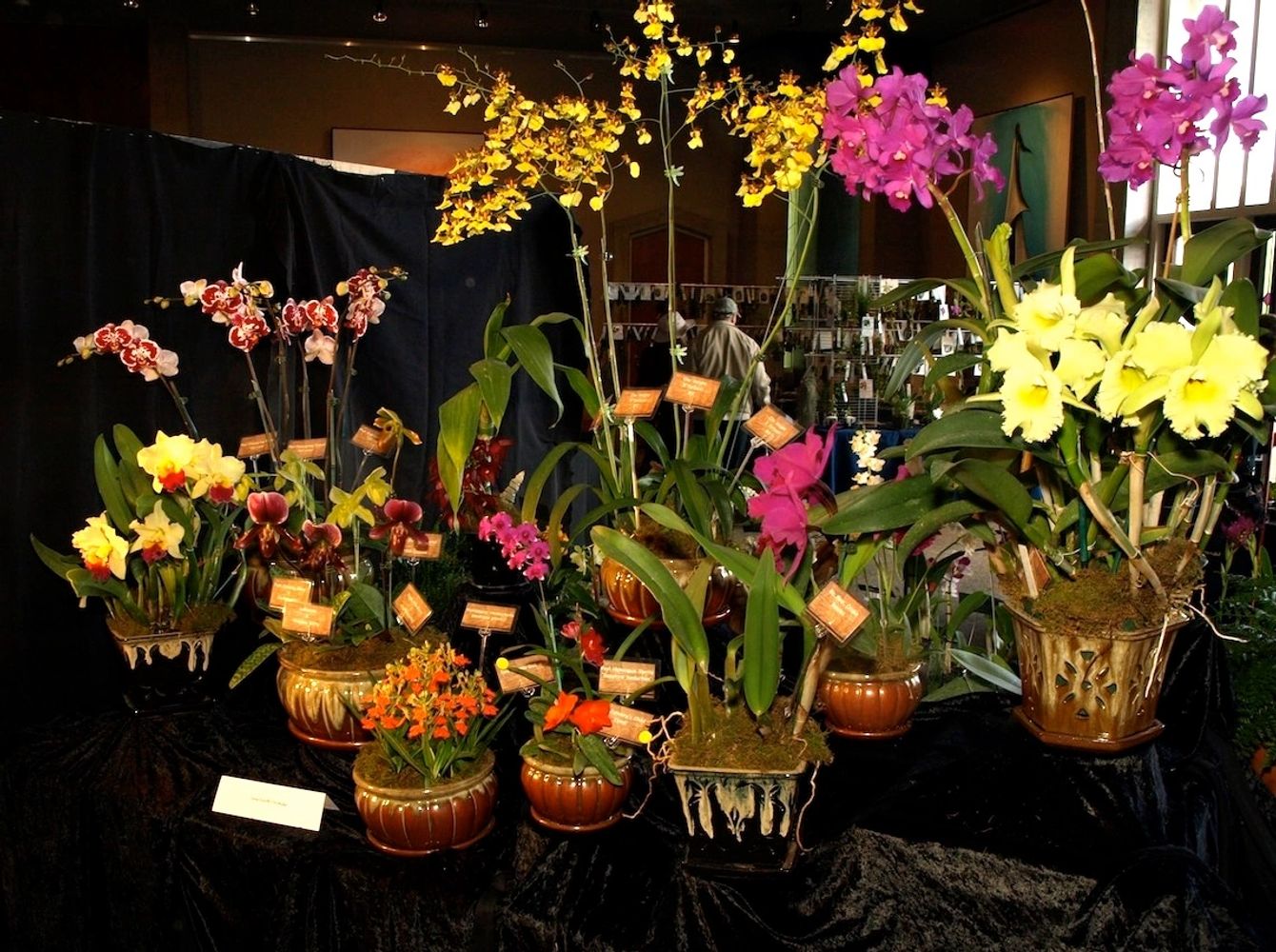 Array of orchids showing various species and hybrids.