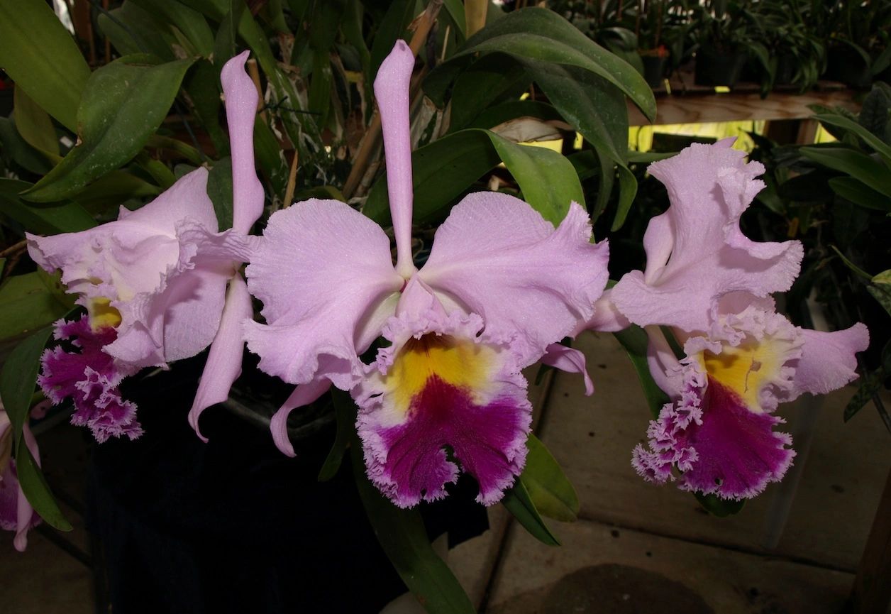 Cattleyas Growing the Queen of Orchids