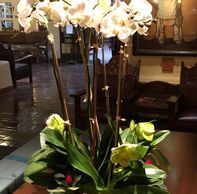 A Christmas arrangement with red white and green orchids.