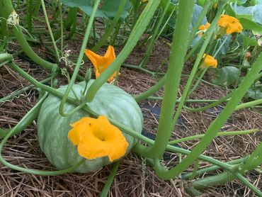 Jarrahdale Pumpkins