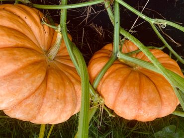 Pumpkin 