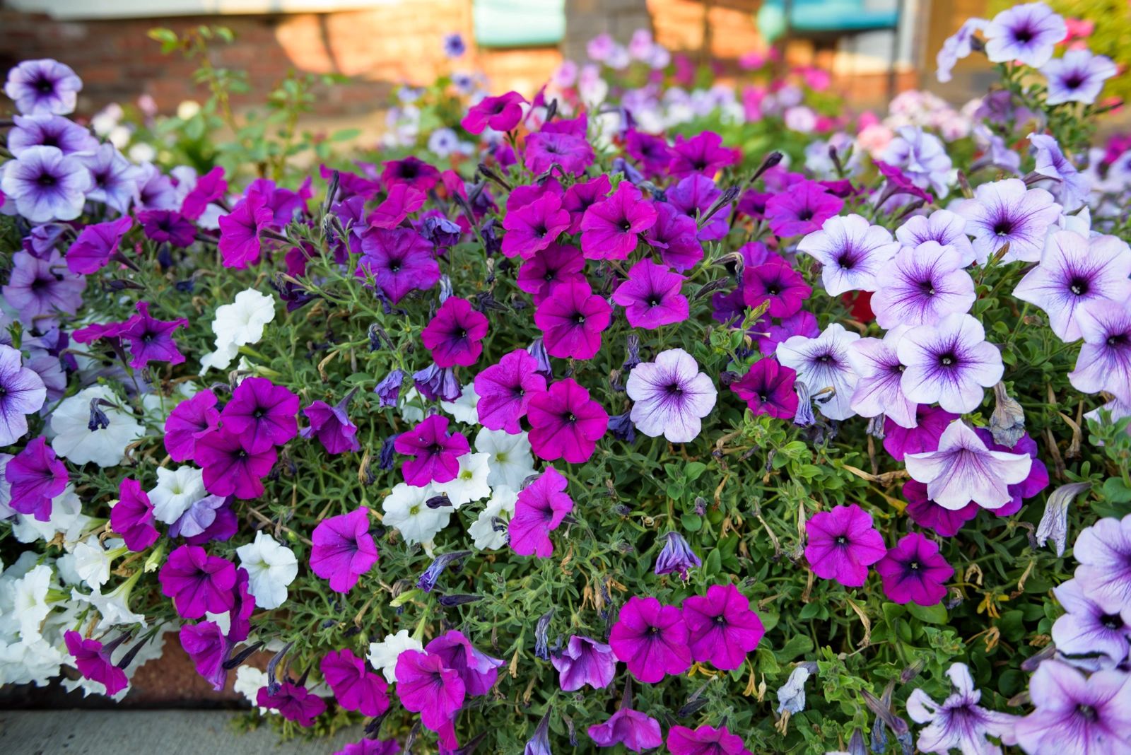 Loving Care Assisted Living Services Llc in Littleton