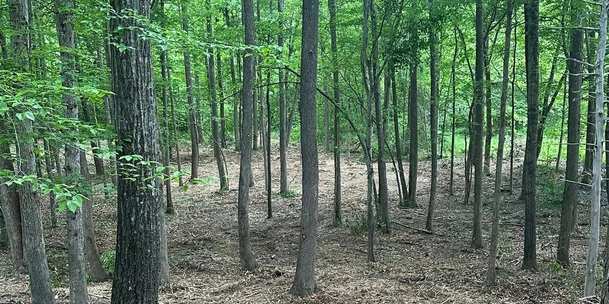 A forest floor covered with dry leaves and scattered tree trunks.