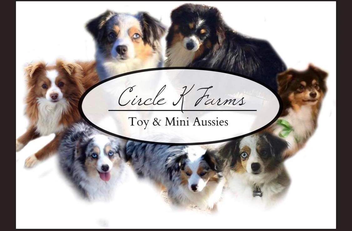 Circle K Farms -Teacup-Tiny Toys-Toys and Miniature Australian Shepherds