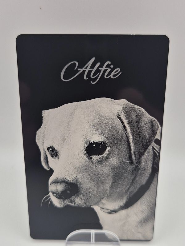 Black and white portrait of a dog named Alfie.