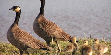 canada goose peterborough