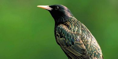 birds in vent