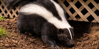 skunk in yard.  skunk under deck