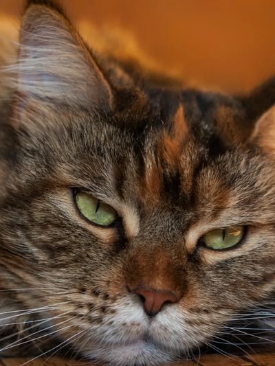 close-up face of cat showing cat is not feeling well