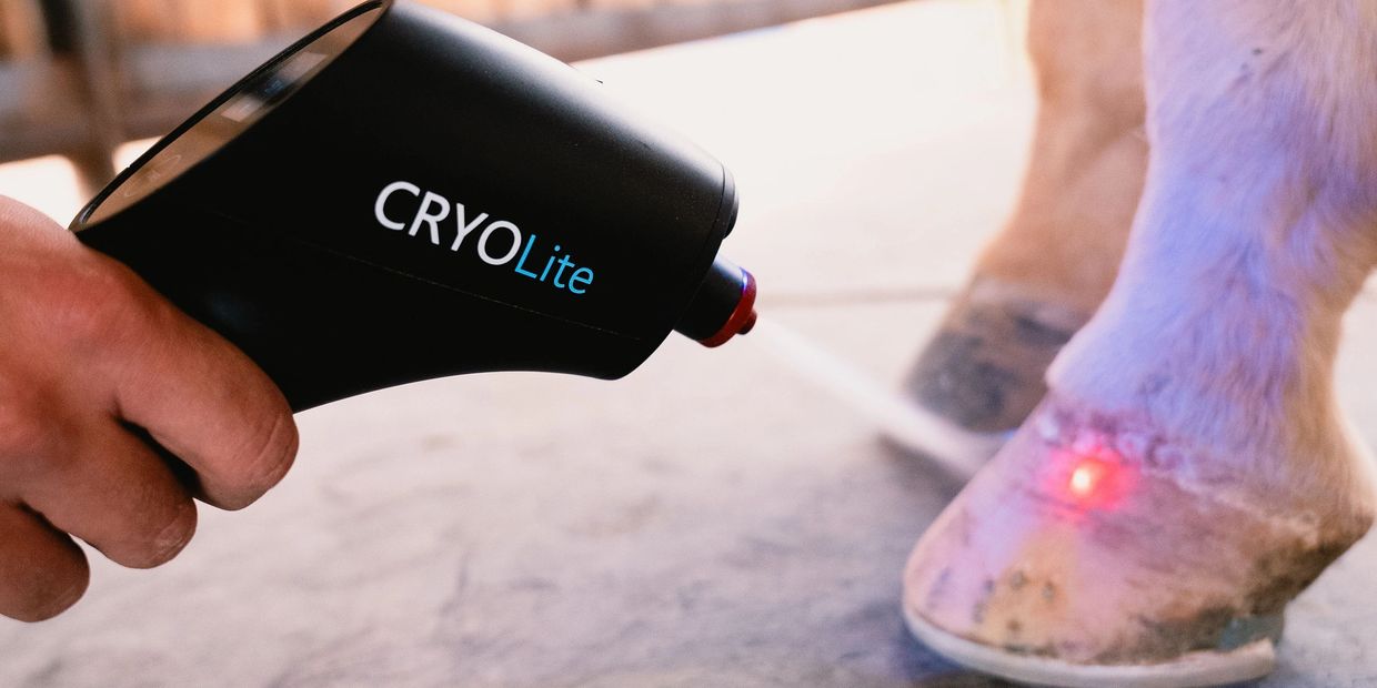 Cryotherapy treatment on animal hoof using CRYOLite device.