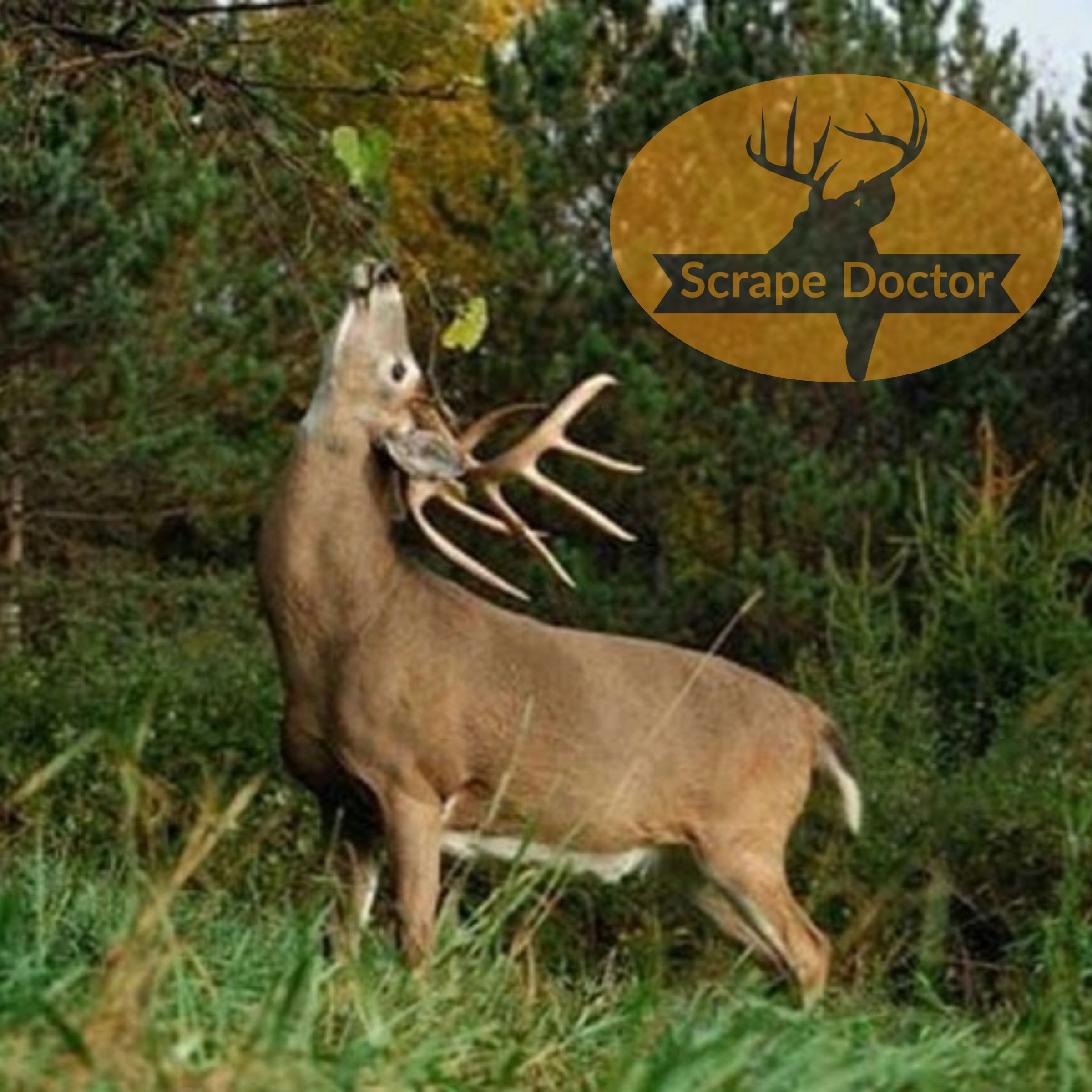 Advanced Hunting Solutions Deer Hunting Scents, Mock Scrape Kit