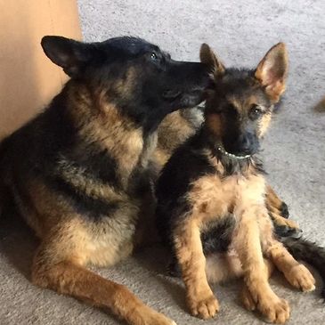 Southern Shepherds German Shepherd Puppies Chesapeake Virginia