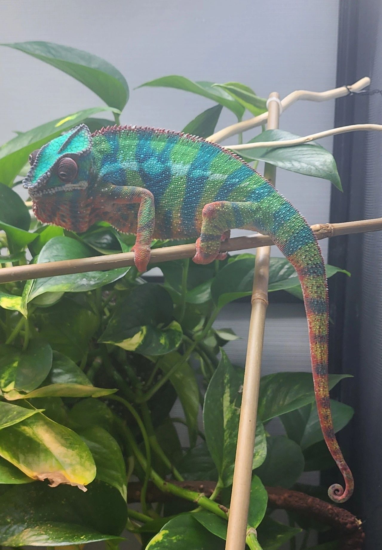 508Chams Chameleon Breeders Photo Inspiration