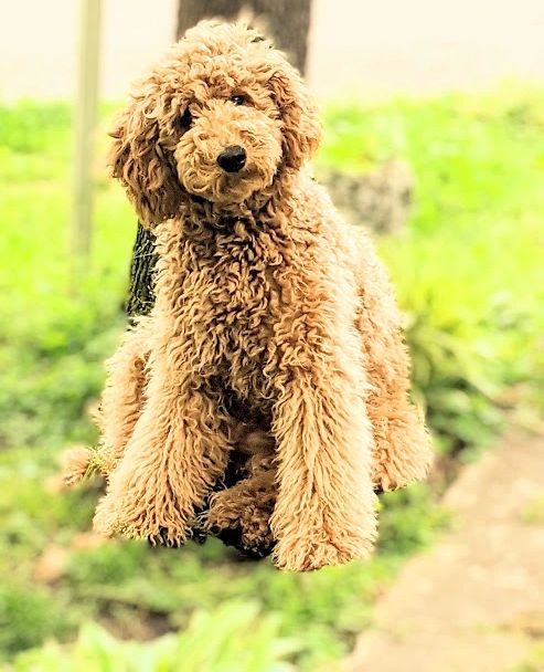 are moyen poodles hypoallergenic