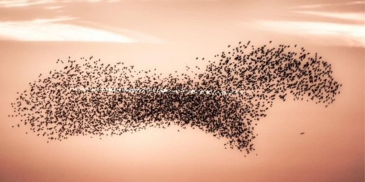Murmuration of starlings in a heart formation. 