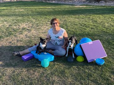 Physical rehab for canines 
Canine rehab programs 