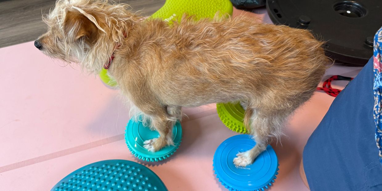 Small dog balancing on blue textured discs indoors.