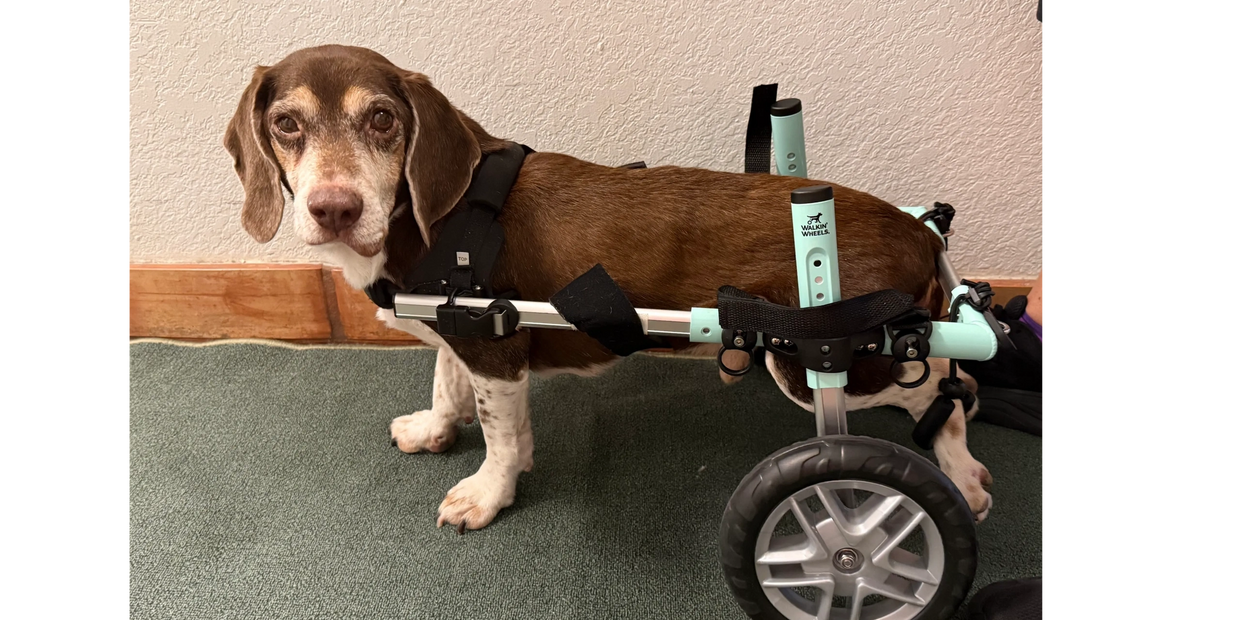 A dog using a wheelchair for mobility support.