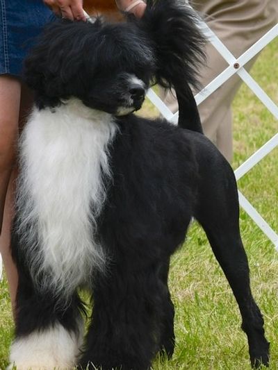 A black and white Portuguese Water Dog with a fluffy coat standing outdoors.