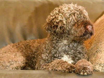 Curly brown dog resting on a couch.