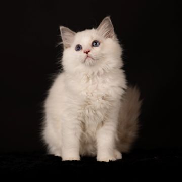 Available Kitten Details | Aberlady Ragdolls