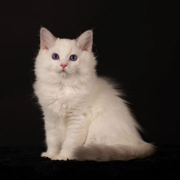 Available Kitten Details | Aberlady Ragdolls