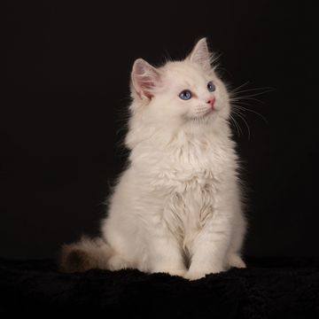 Available Kitten Details | Aberlady Ragdolls