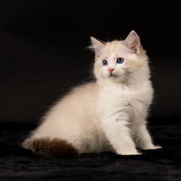 Available Kitten Details | Aberlady Ragdolls