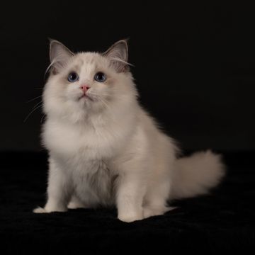 Available Kitten Details | Aberlady Ragdolls