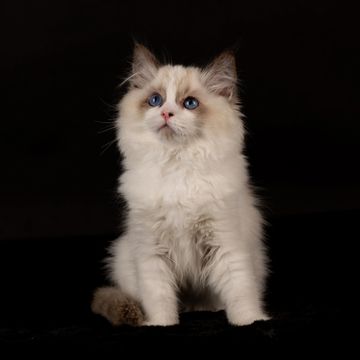 Available Kitten Details | Aberlady Ragdolls