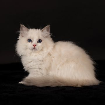 Available Kitten Details | Aberlady Ragdolls