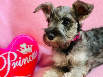 Tiny miniature schnauzer Puppy for sale pet store puppies for sale teacup puppy for sale in ARIZONA