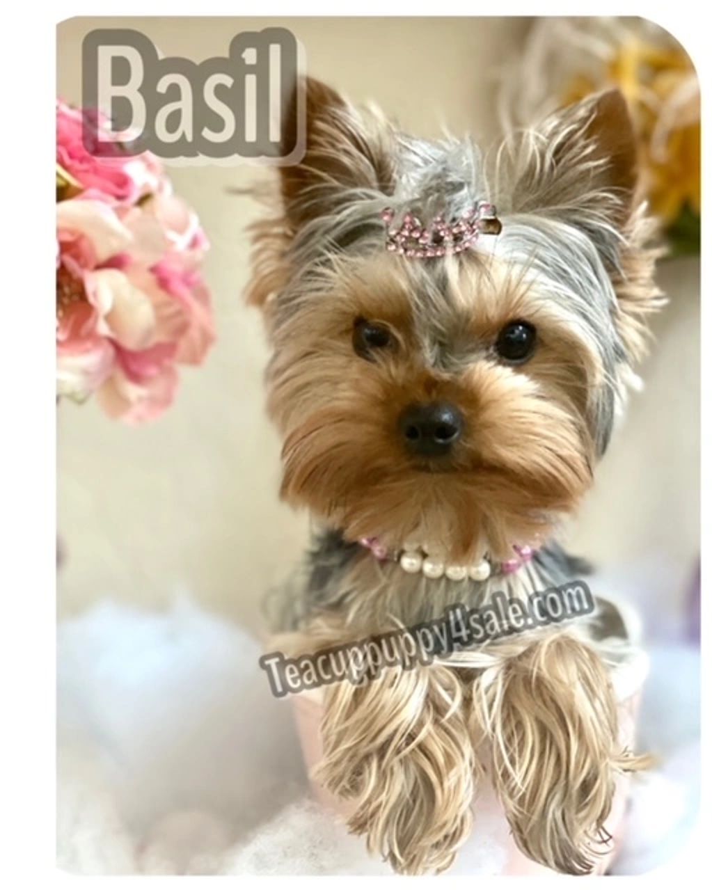 BASIL RUSSIAN EXPORT