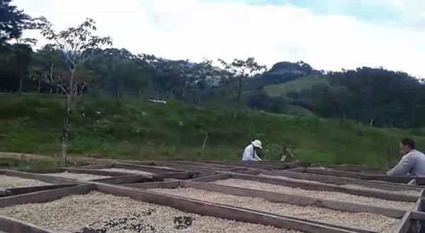 Coffee Farm in La Dahlia Nicaragua.
Matagalpa 
Penas Blancas