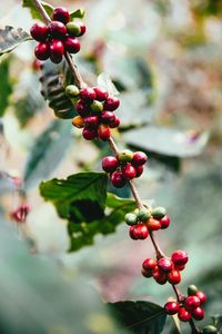 Coffee Cherries 