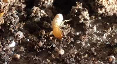 Subterranean Termites