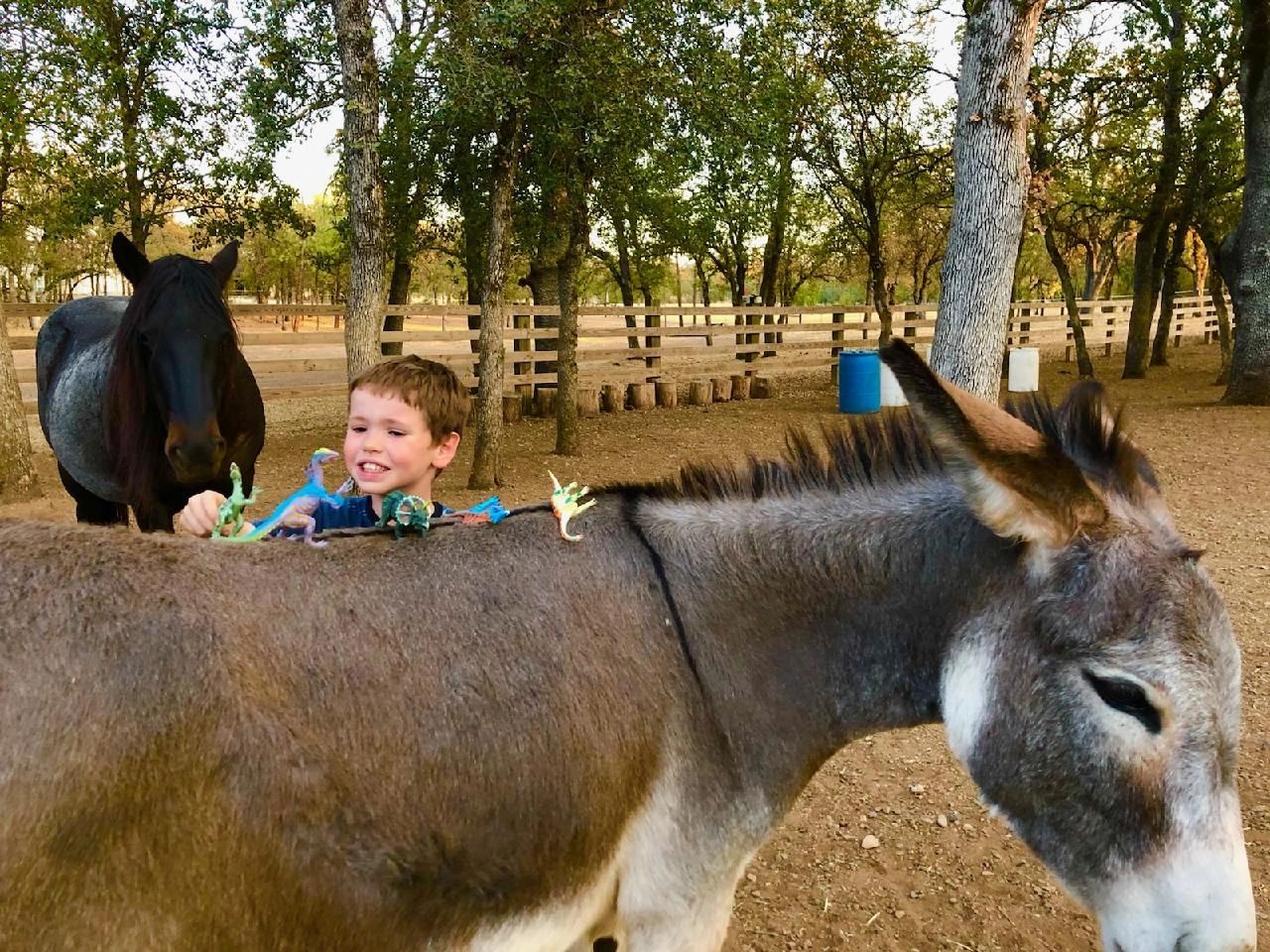 Roughout Ranch Foundation | Horse Encounters for Every Ability
