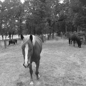 Equine-assisted Activities
Equine-assisted Psychotherapy
Equine-assisted Learning