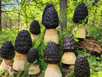 Unique carved wooden sculptures resembling pine cones in a forest setting.