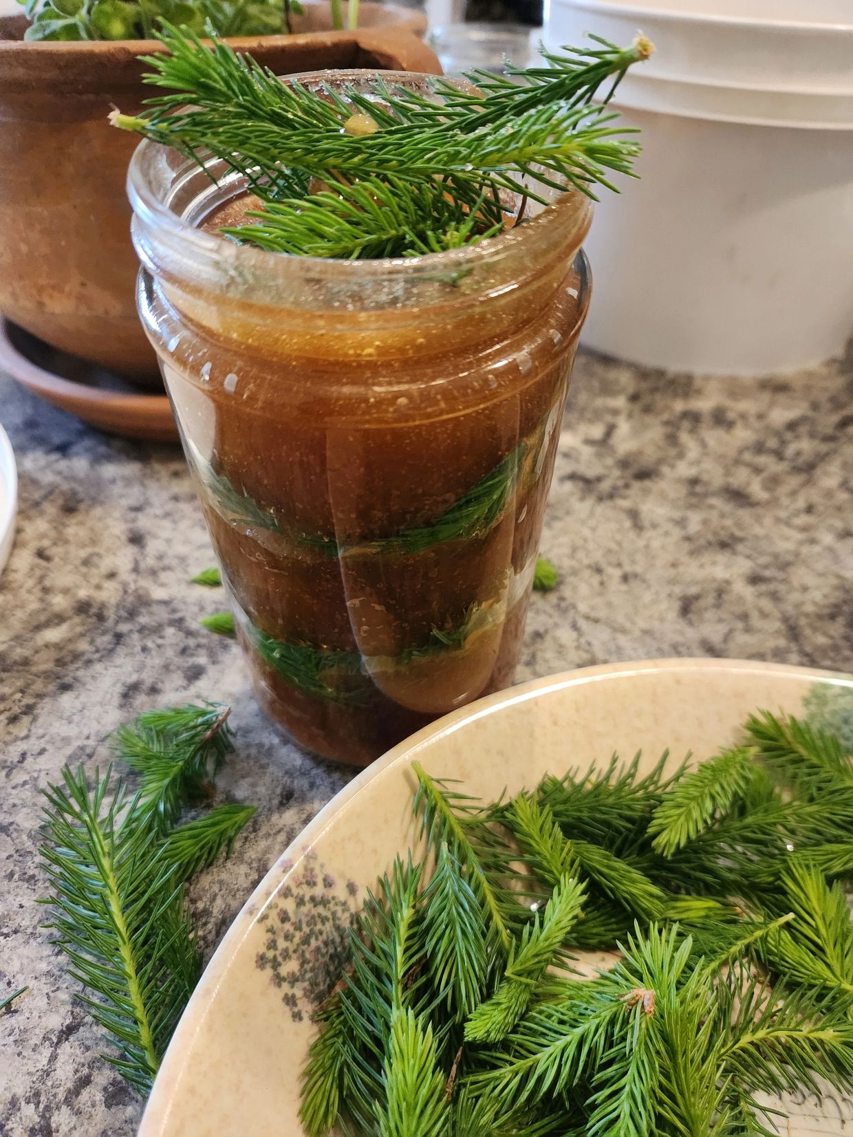 A jar filled with brown liquid and green pine sprigs on a kitchen counter.