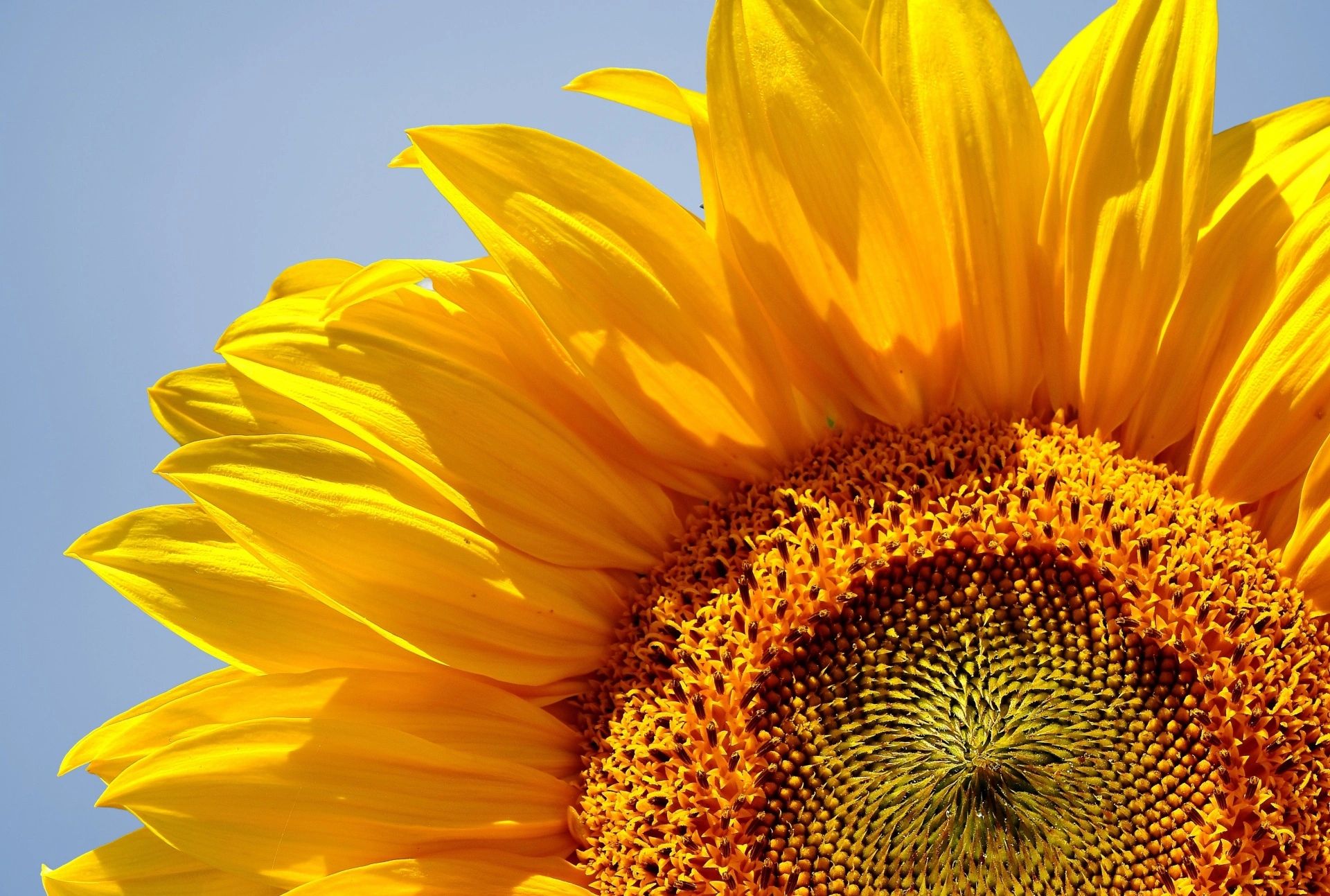 Sunflauer Mayville Sunflower Festival - Festival, Events
