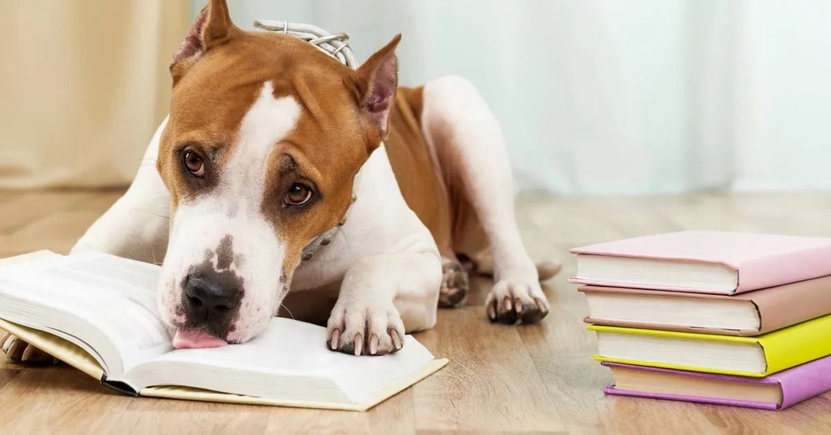 dog reading a book