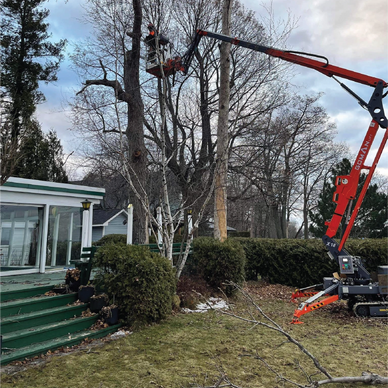 A worker trims a tall tree using a cherry picker near a house.