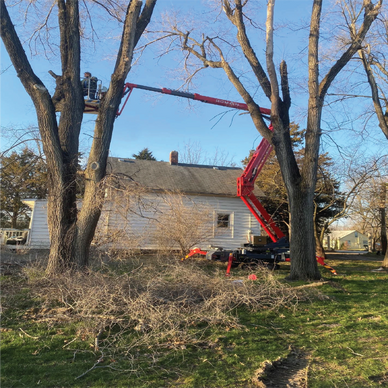 A person trims tall trees using a red boom lift near a white house.