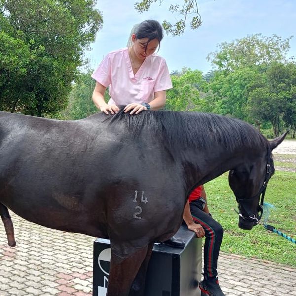 Horse Chiropractic Session
