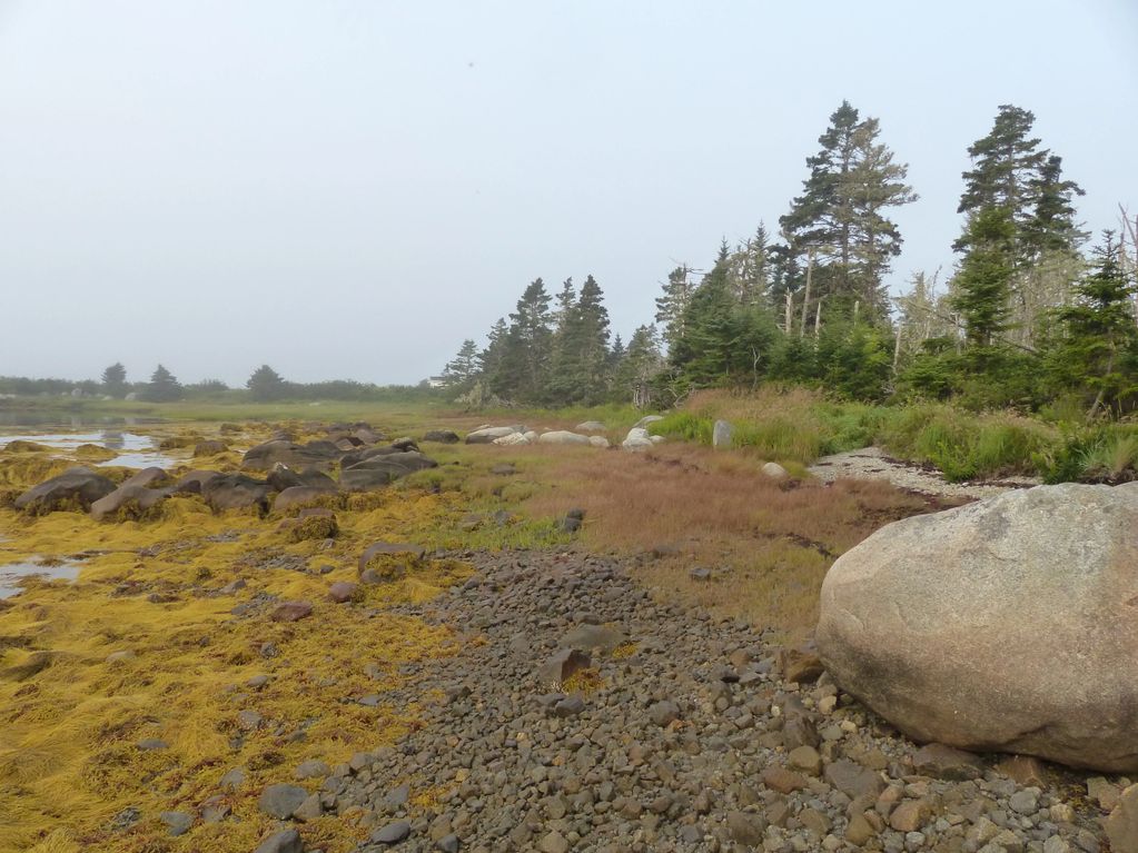 Rocky shoreline with moss and trees under a foggy sky.